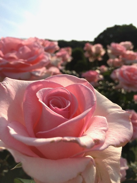 サーモンピンクバラの海