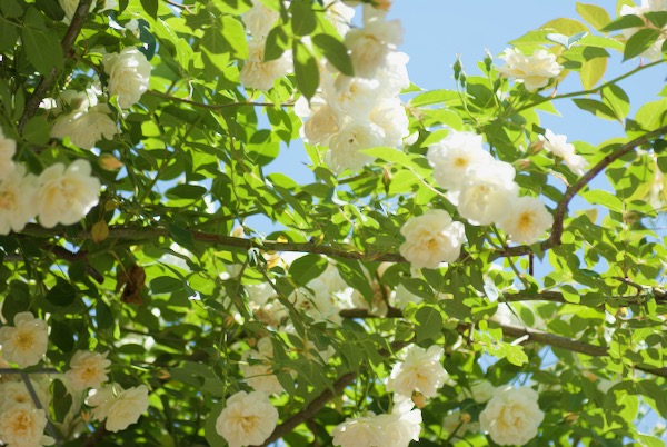 トンネルの上のバラ