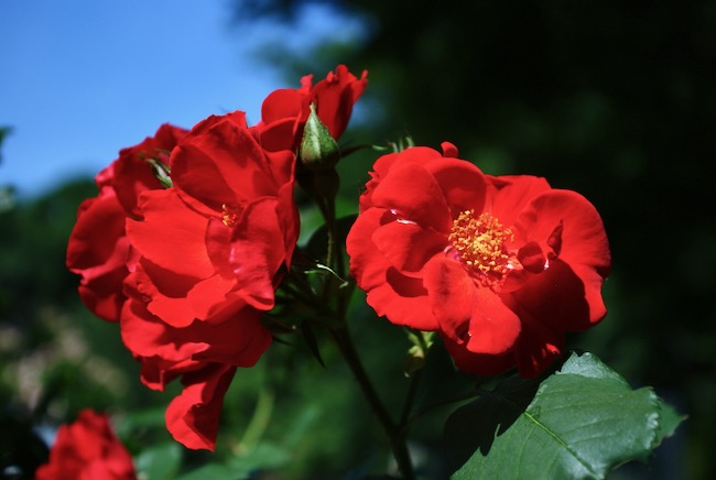 椿みたいな赤いバラ