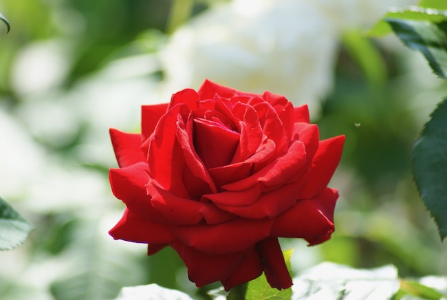 白バラ背景の赤いバラ