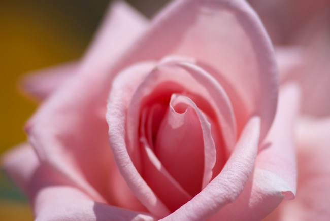 縦長渦巻きのピンクローズ