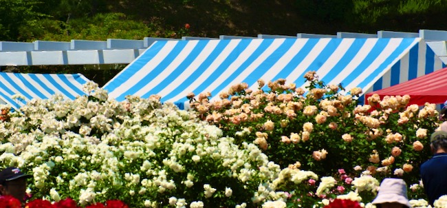 青いストライプ