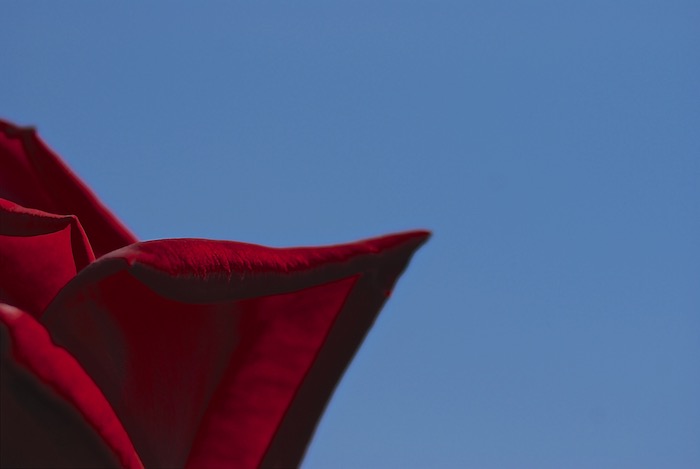 青空と赤い薔薇