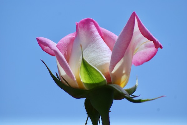 青空バックの2色バラ