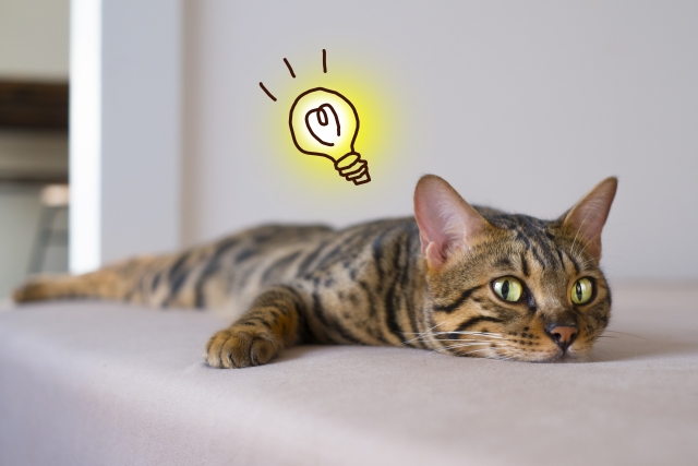 アイデア思いつくベンガル猫