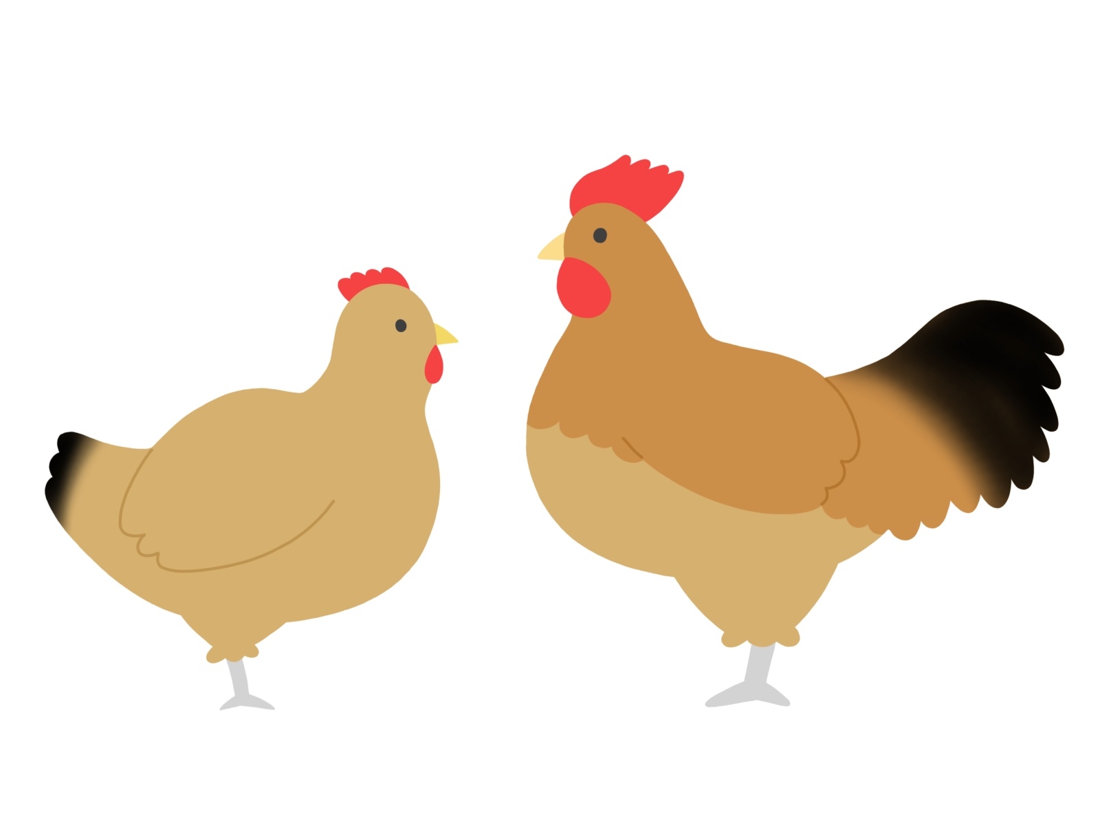 オスとメスの名古屋コーチン