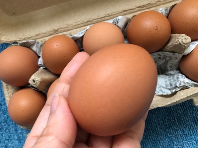 大寒卵手に持ってみる