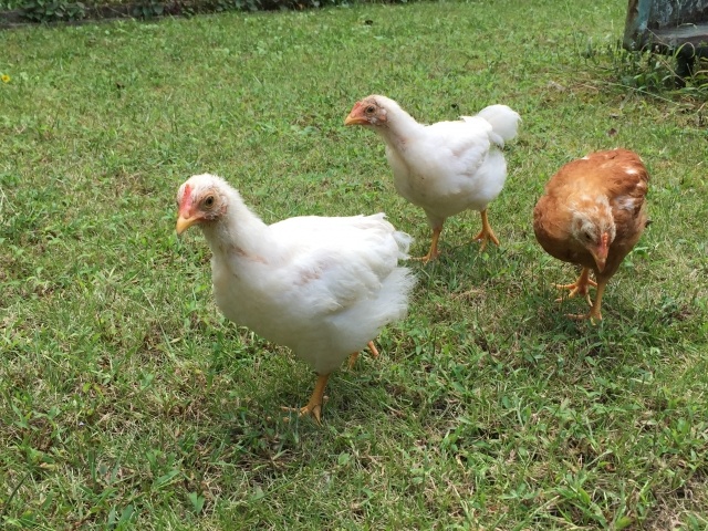 芝生平飼い雄鶏雌鳥