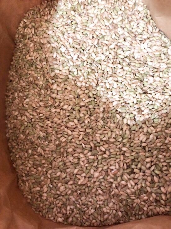 規格外玄米中身